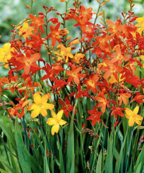 Крокосмия смесь окрасок