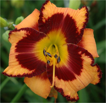 Лилейник гибридный Ориндж Артист