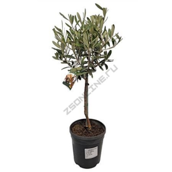 Олива европейская на штамбе D15см H60см