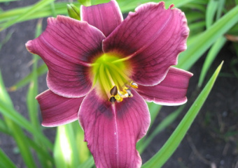 Лилейник гибридный Литтл Мисси