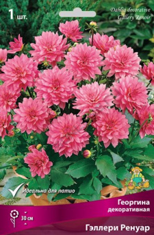 Георгин декоративный Гэллери Ренуар