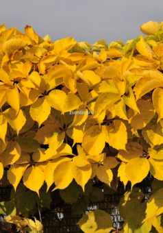 Изображение загружено обработкой по данным файла Excel