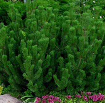 Сосна горная Мугус, в горшке 1л, 15-20 см