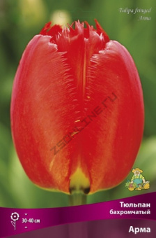 Тюльпан бахромчатый Арма 11-12/К 10шт